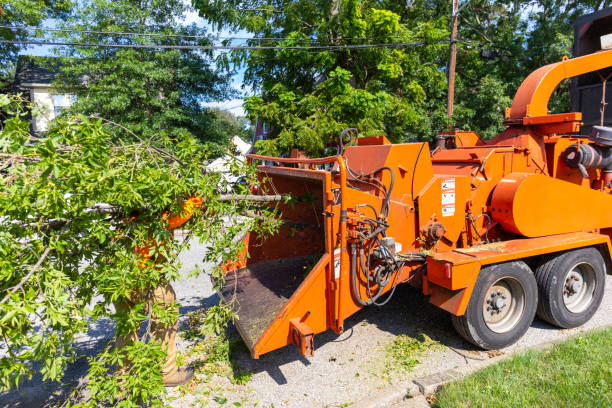 Best Tree Care Services  in Sutter Creek, CA